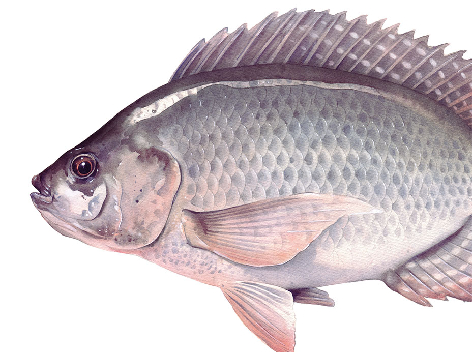 The fish called Talapia.
