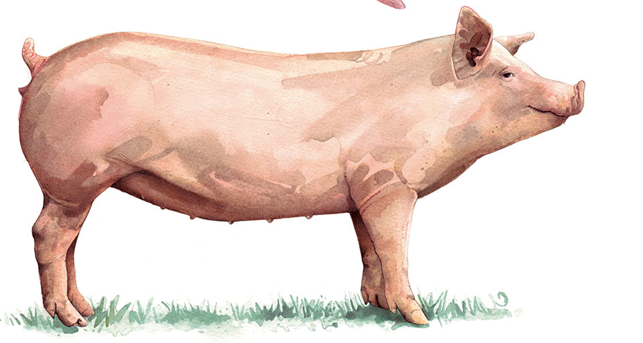 The perky pig.