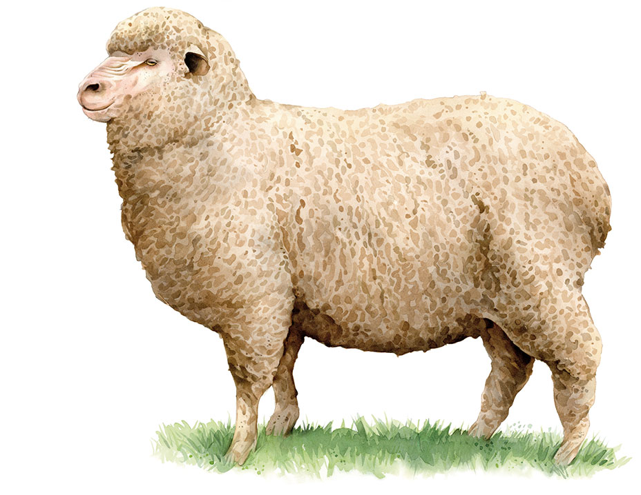 Merino sheep.